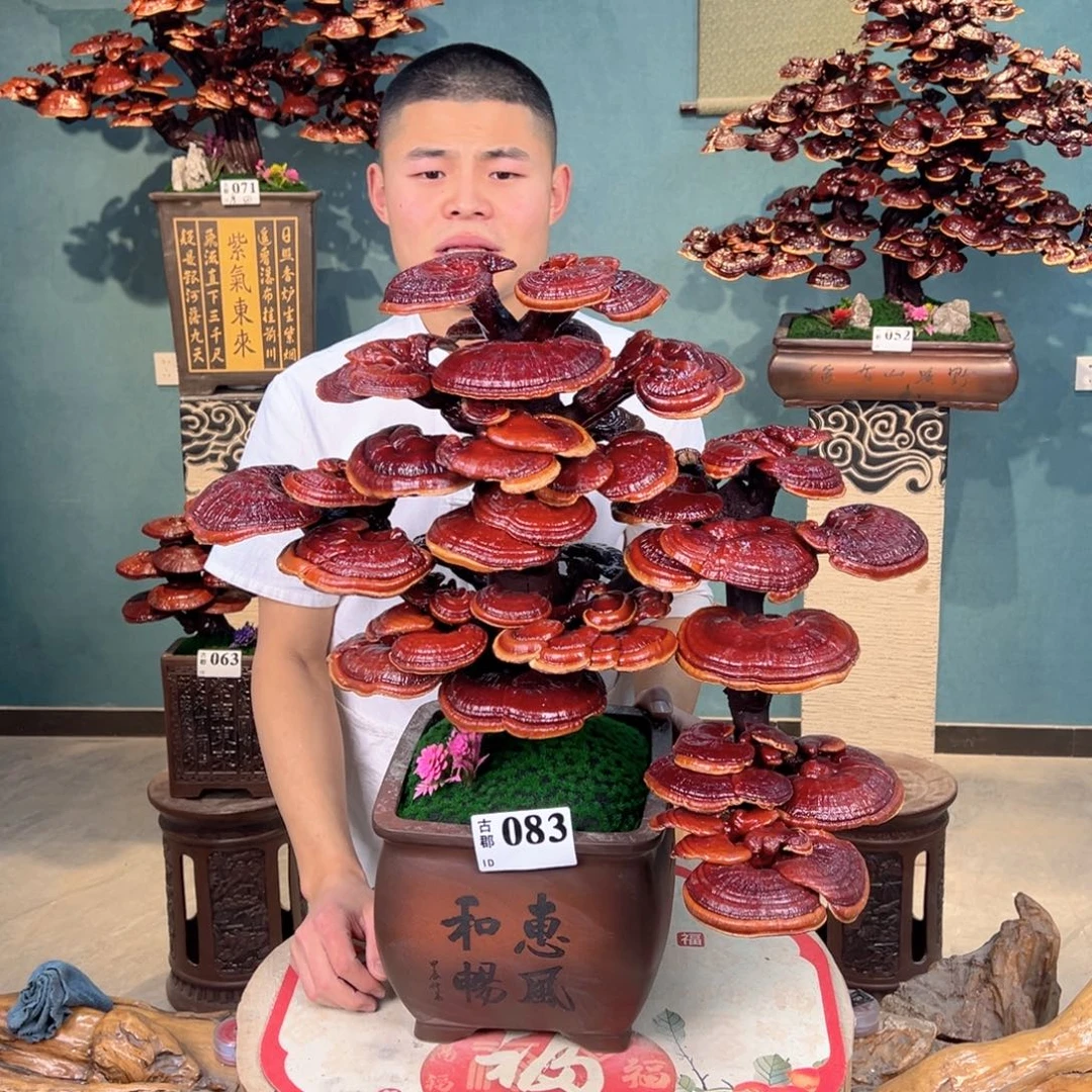 无花朵88888888888