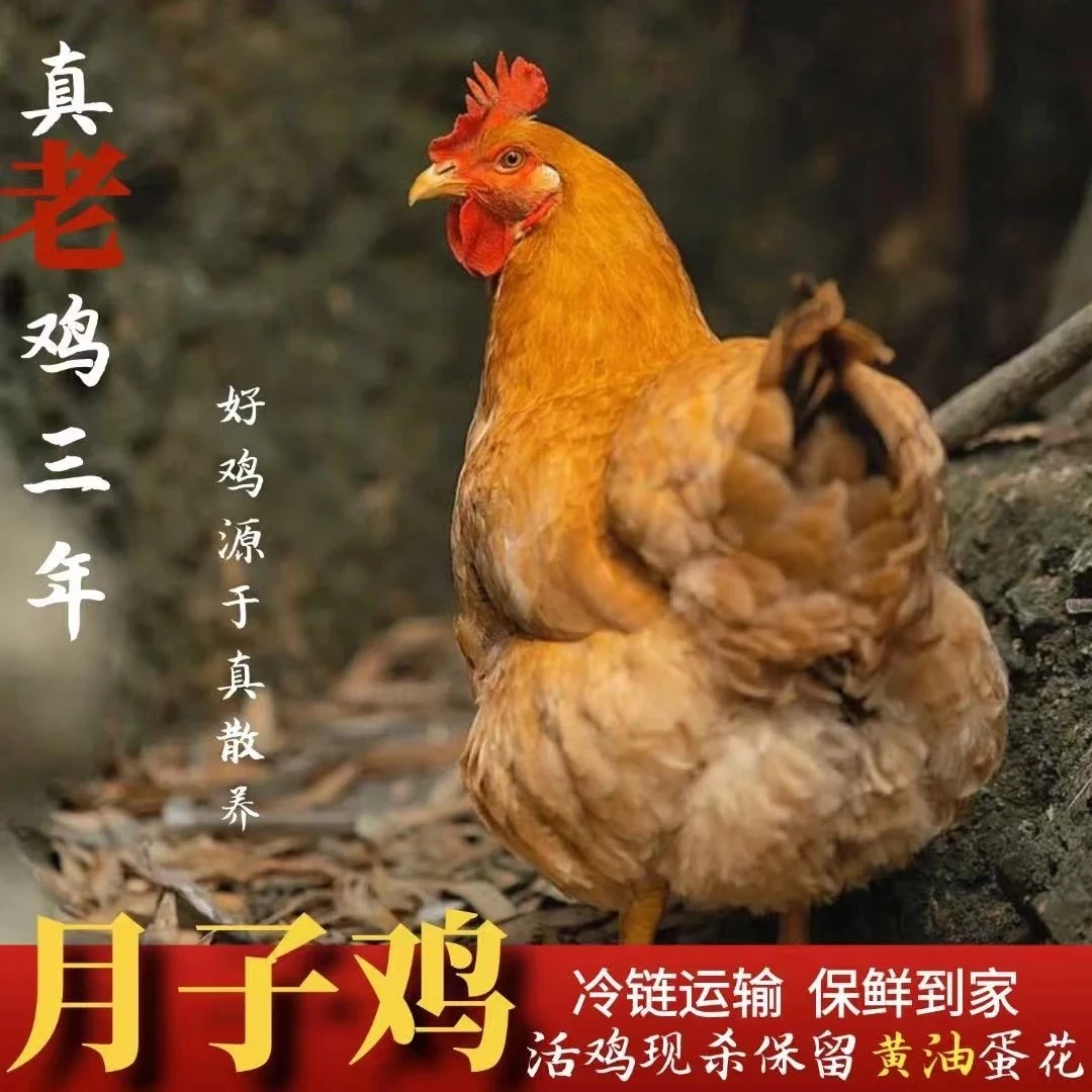 【喜宝家】放养三年黄油老母鸡 月子鸡 三只净重8-8.5斤