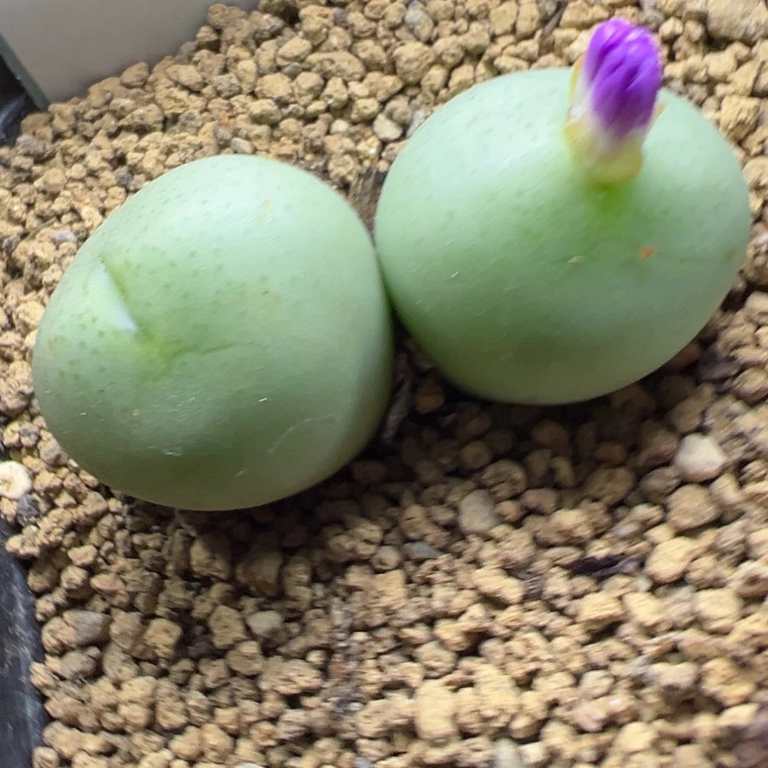 14-138紫花大g多肉植物