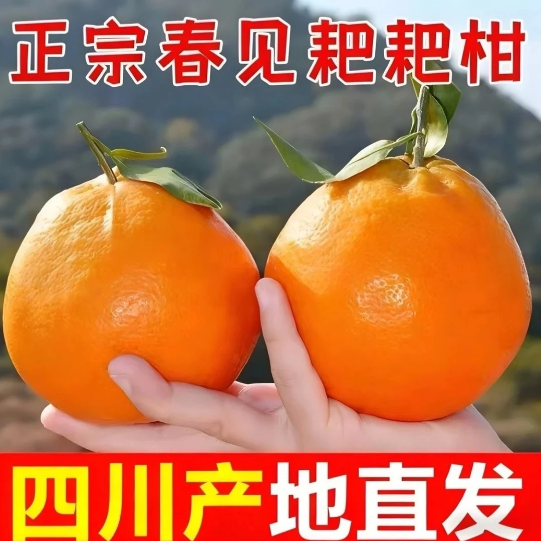 LB正宗四川春见耙耙柑新鲜应季水果爆汁特甜