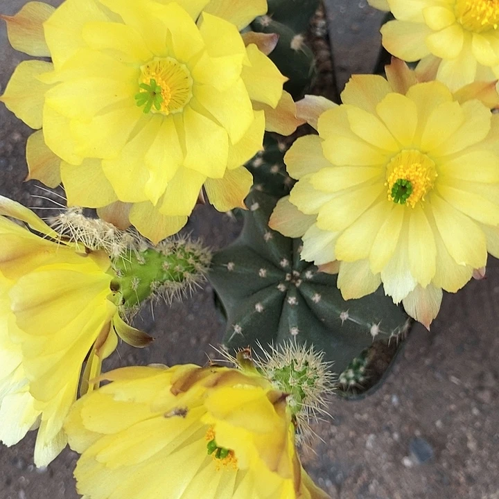 3个虾仙人球2567888