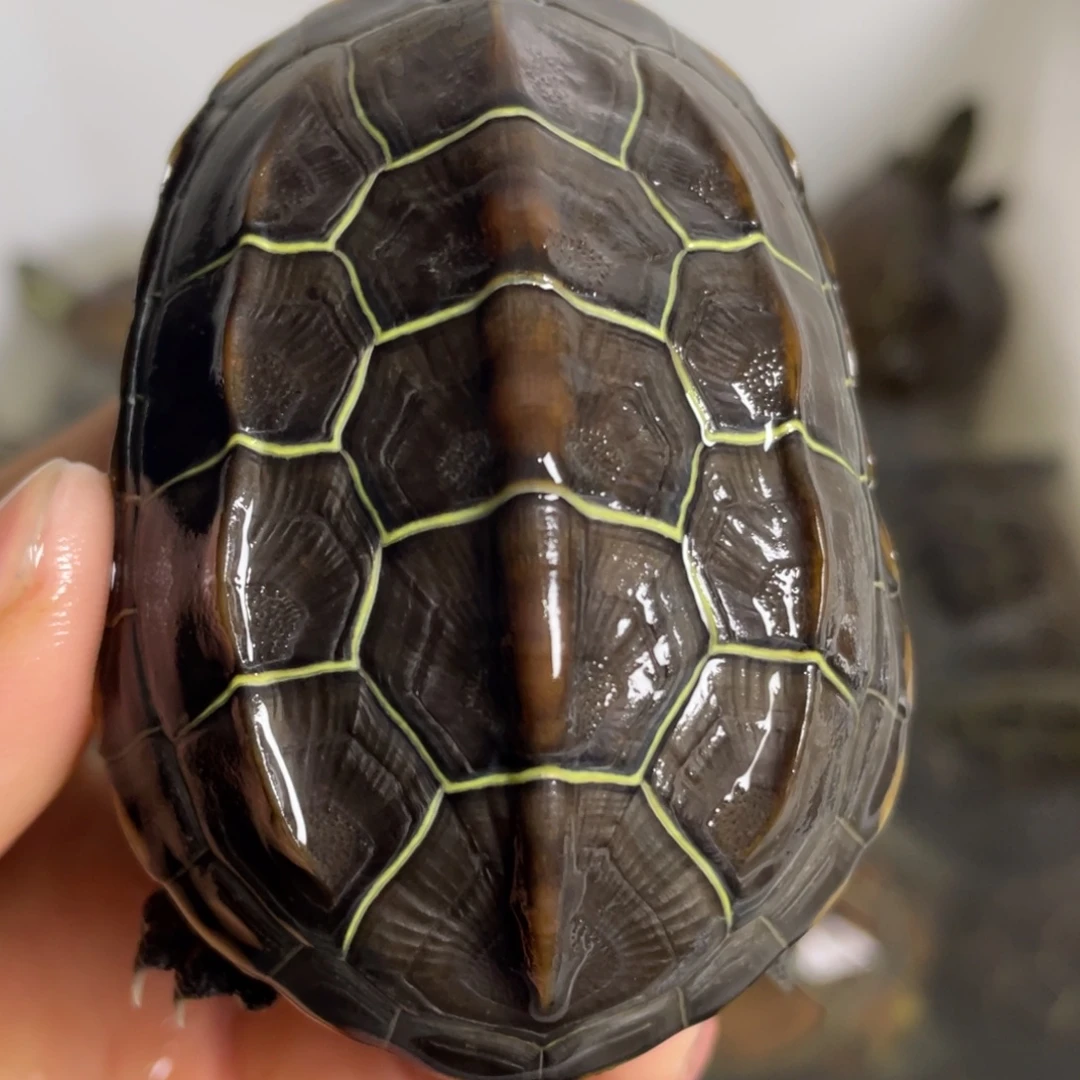 苏北金线冷水草龟