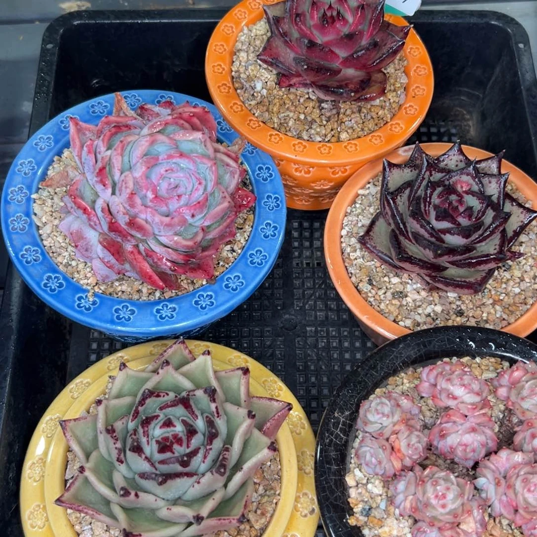 多肉精选编号0114.397