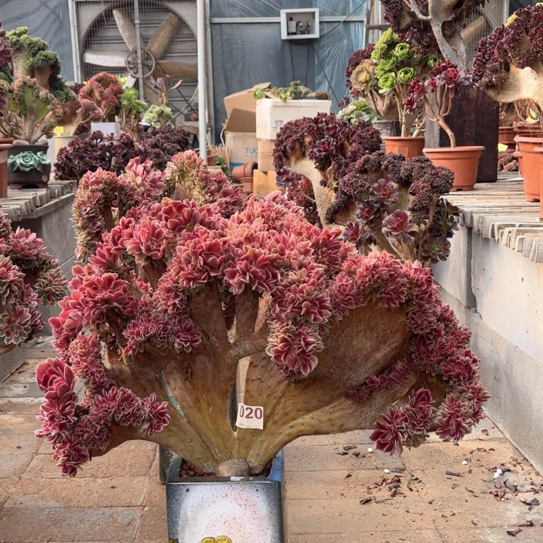 粉女郎整版精品福利