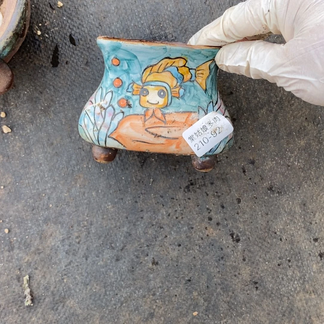 小*92好多肉盆一个呀