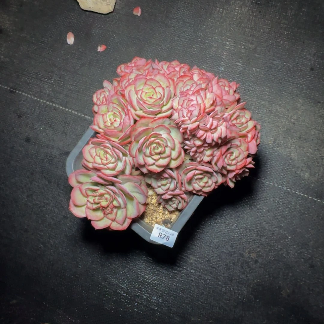 r r r r r r r r r 78