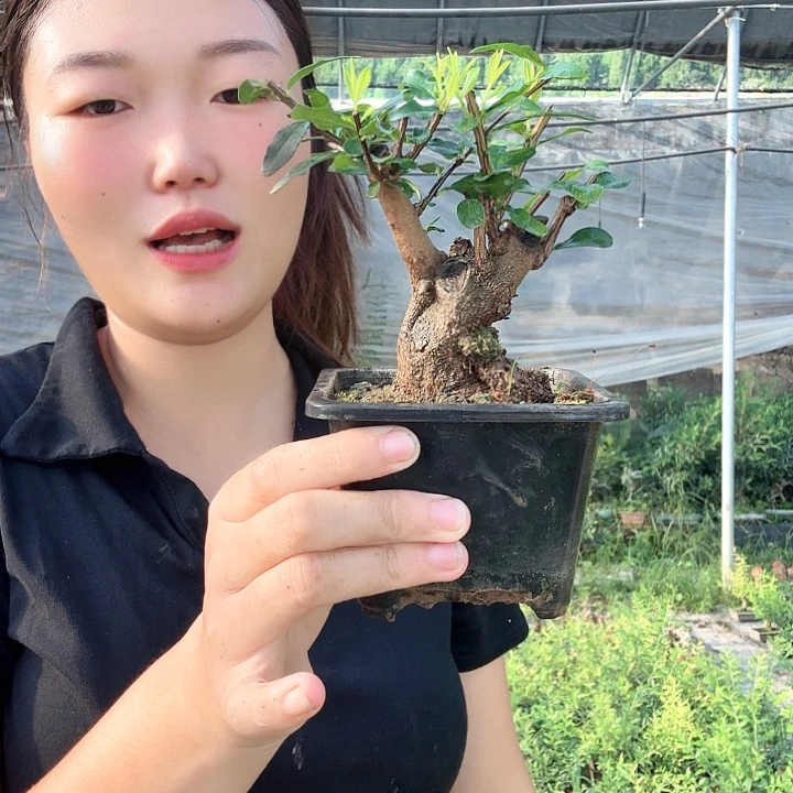 逸****无花朵哈哈哥哥发广告