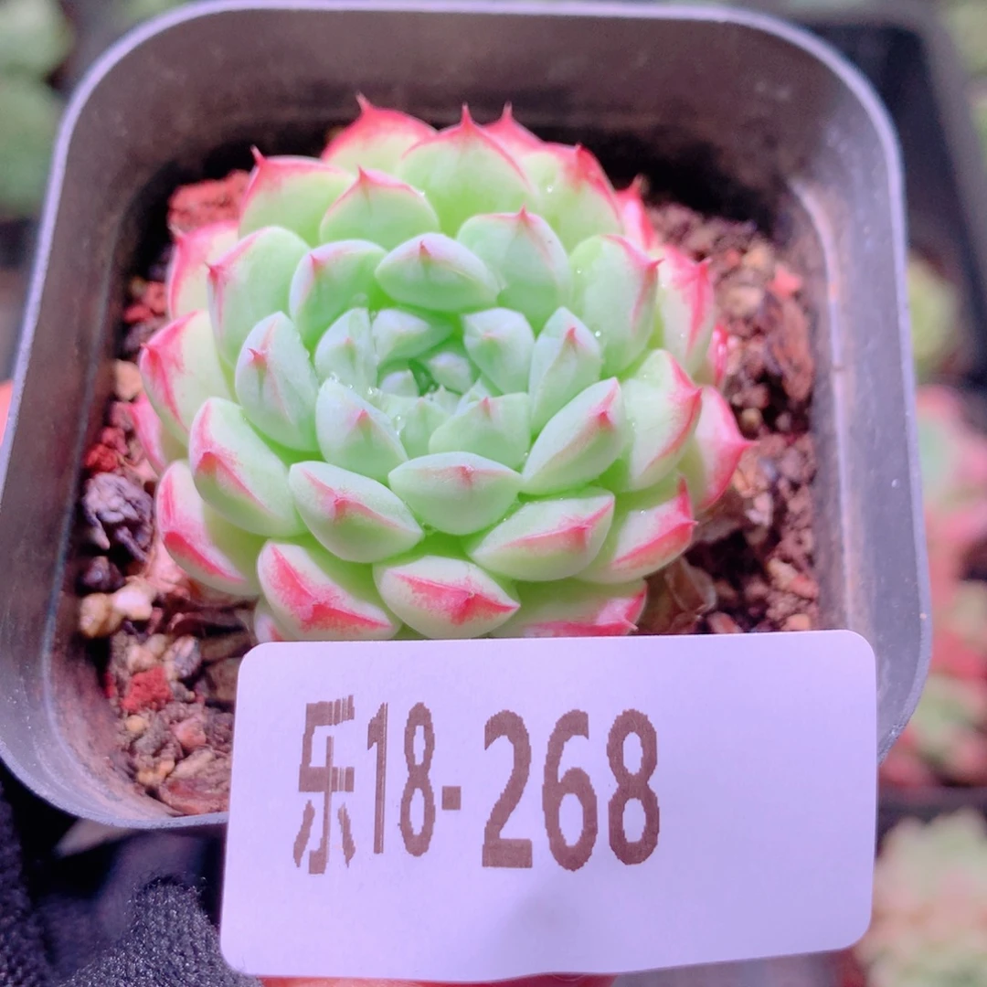 乐然18-268 多多洛