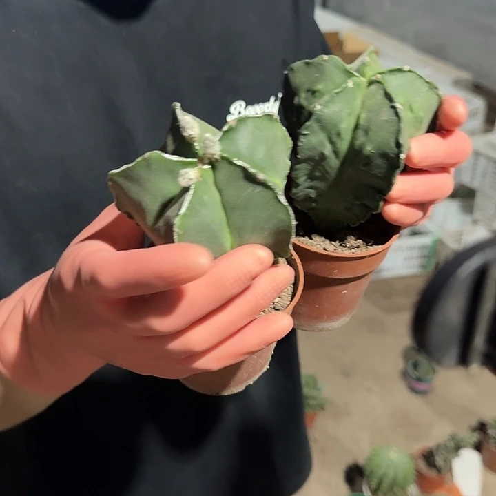 一行园艺【软风雨两颗】