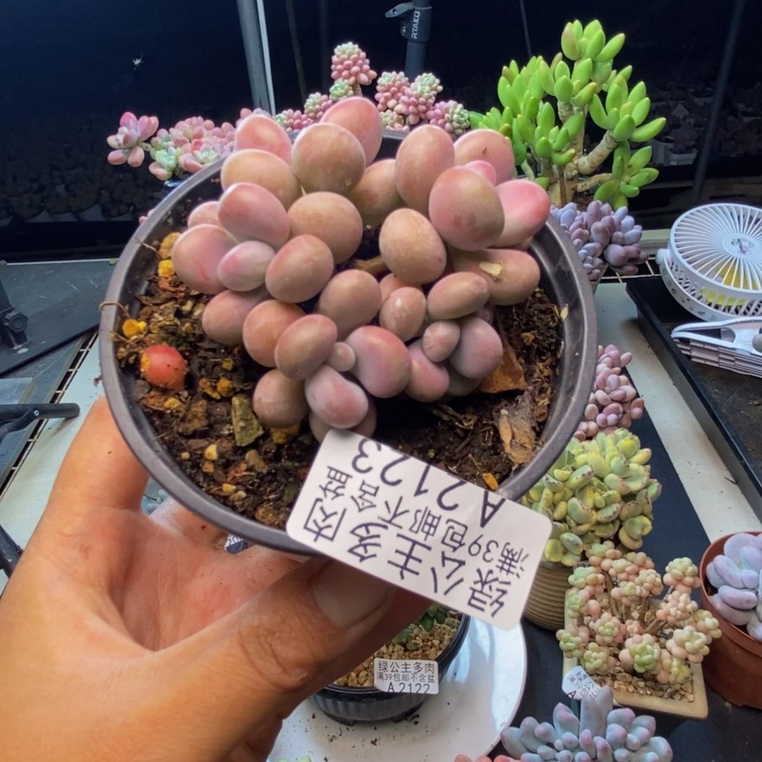 ?123腰子桃蛋多肉6c m