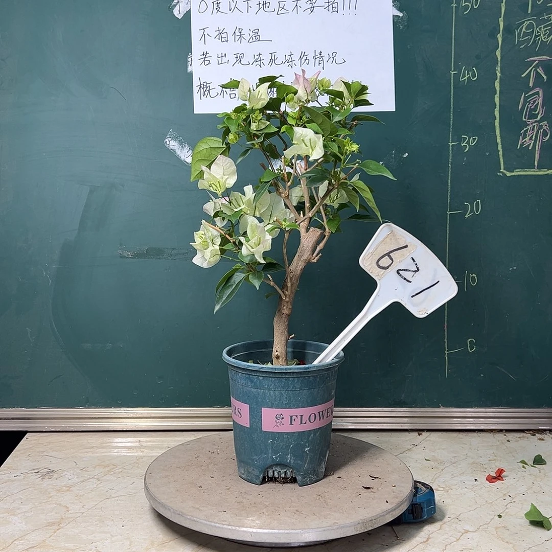 完全开放 绿樱 有破皮  621