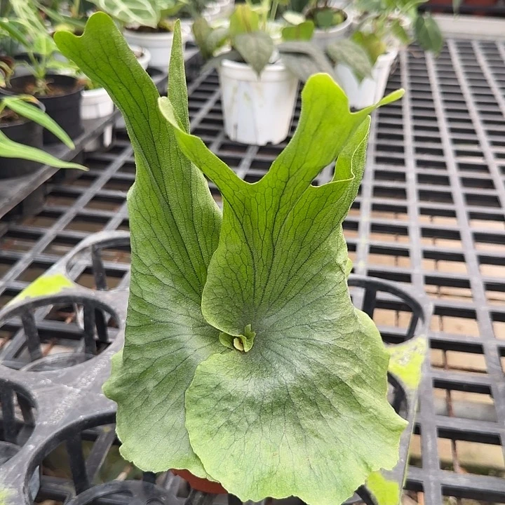 完全开放一物一拍C76