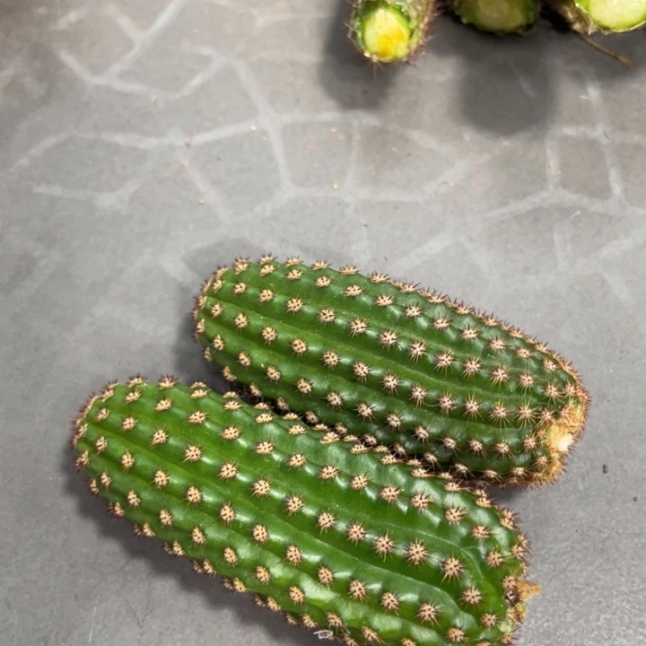 进口金妞金1侧芽一个