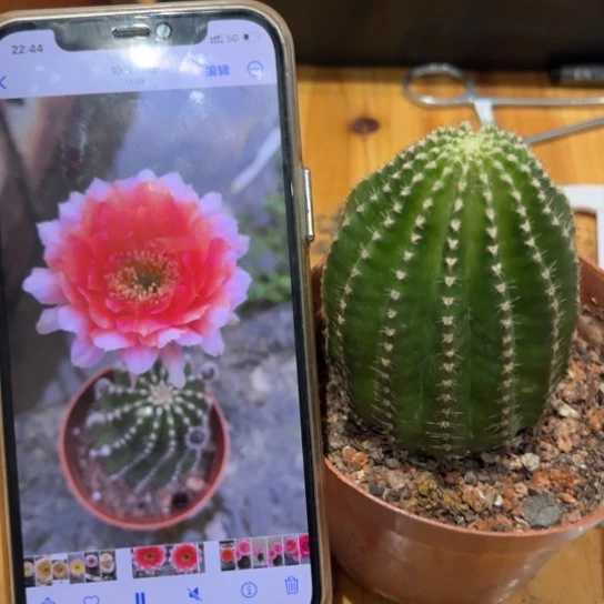 露露金刚1号6公分左右多变花