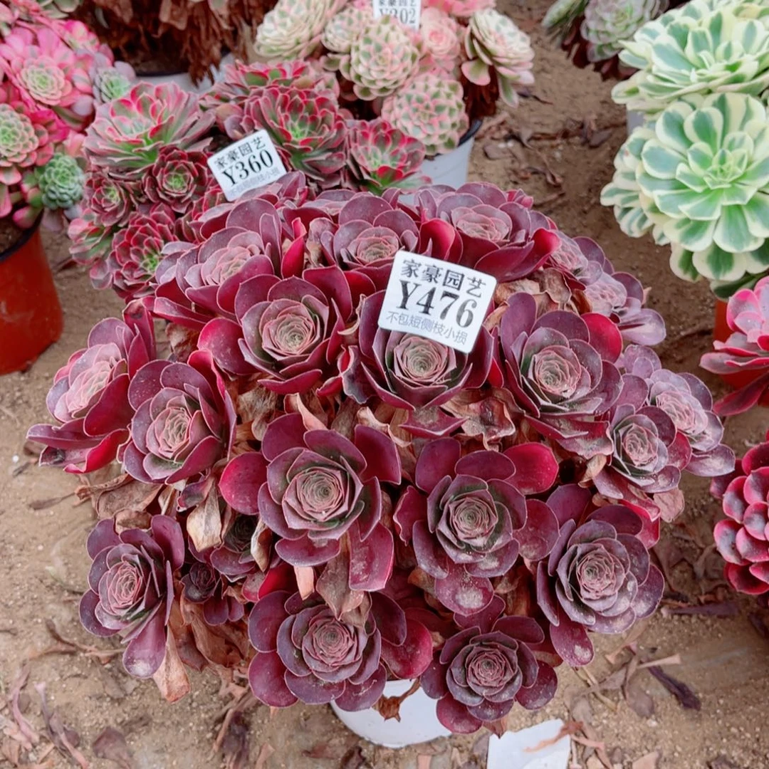 476魅金玫瑰尺寸30左右