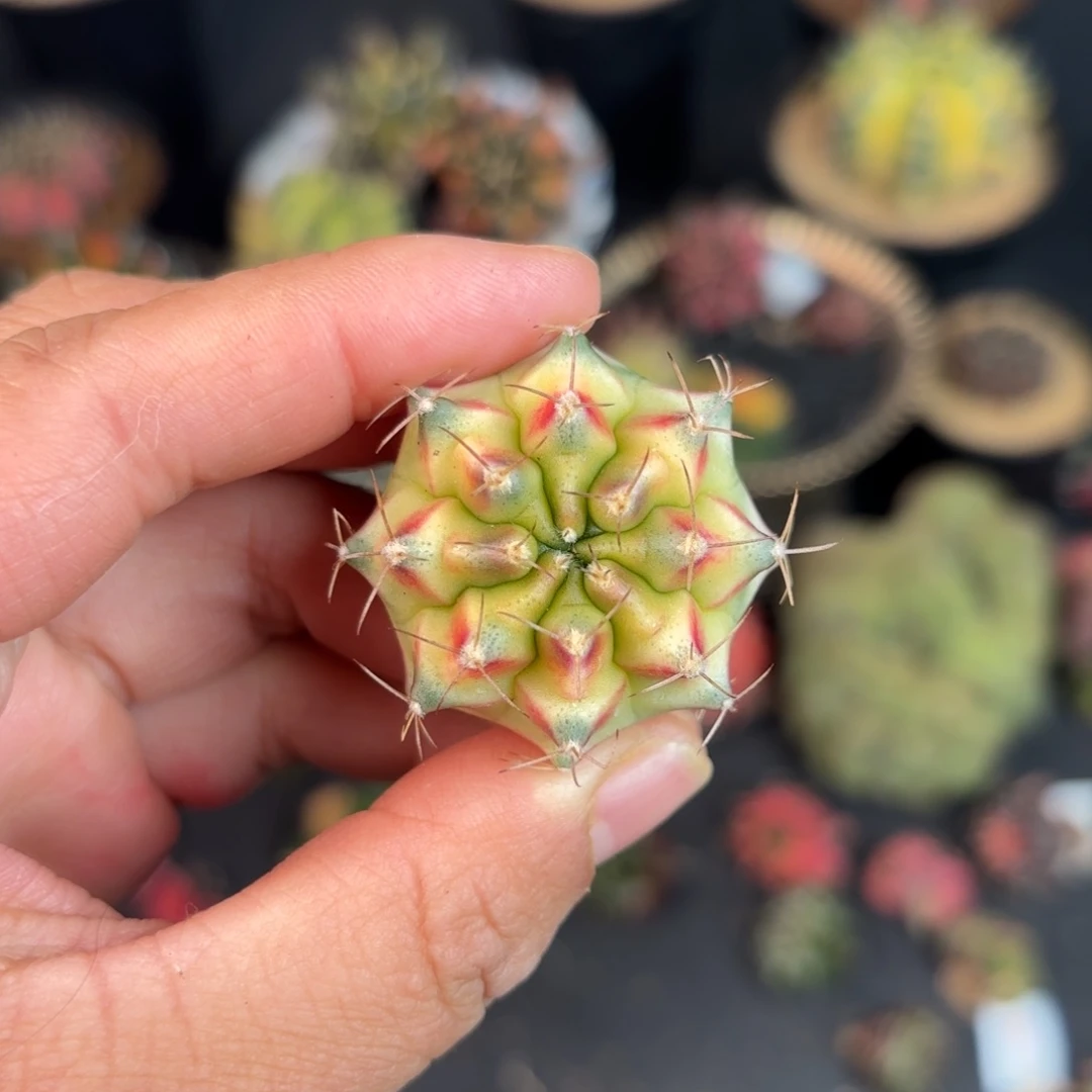 泰系米哈穹顶仙人球388