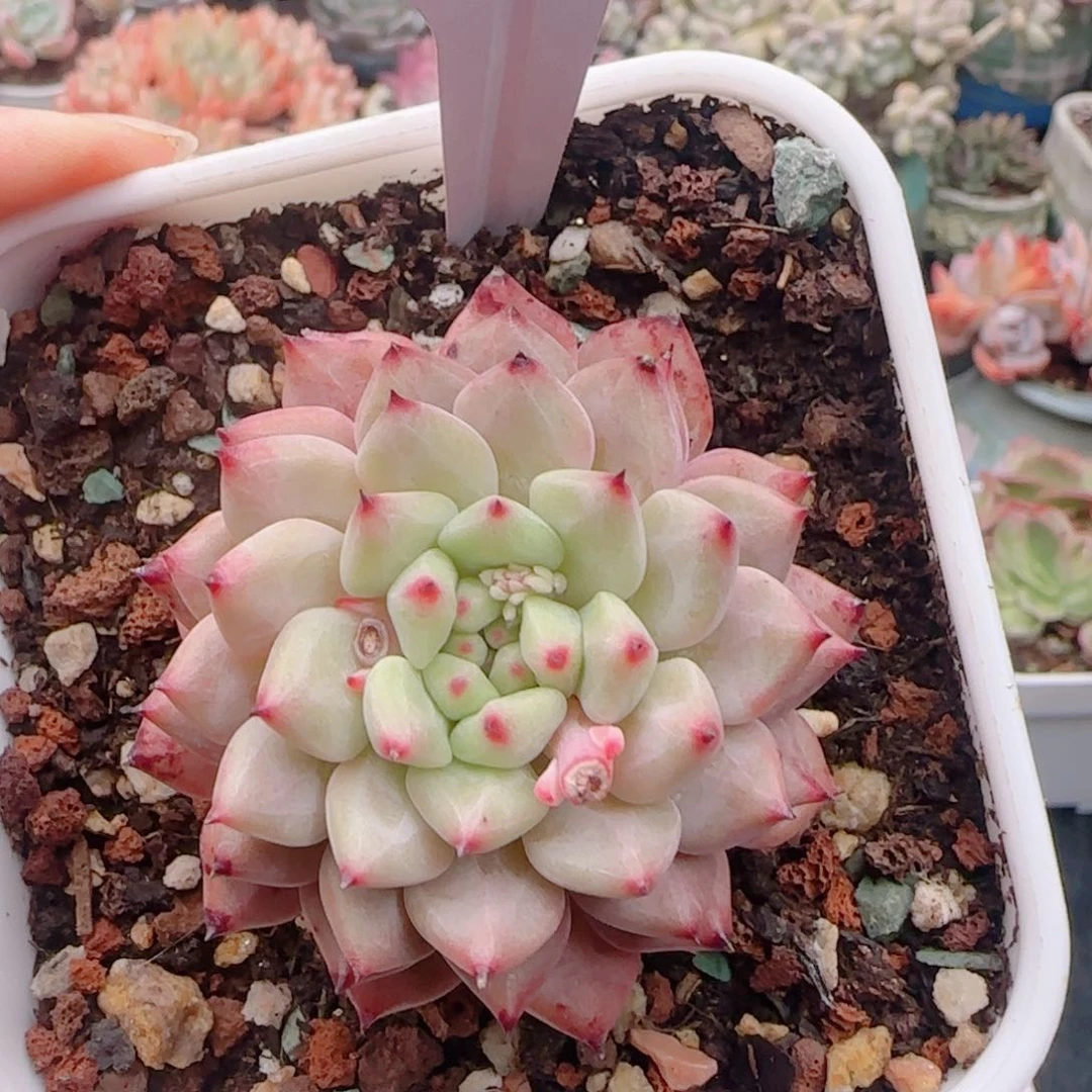 多肉植物6295…………….