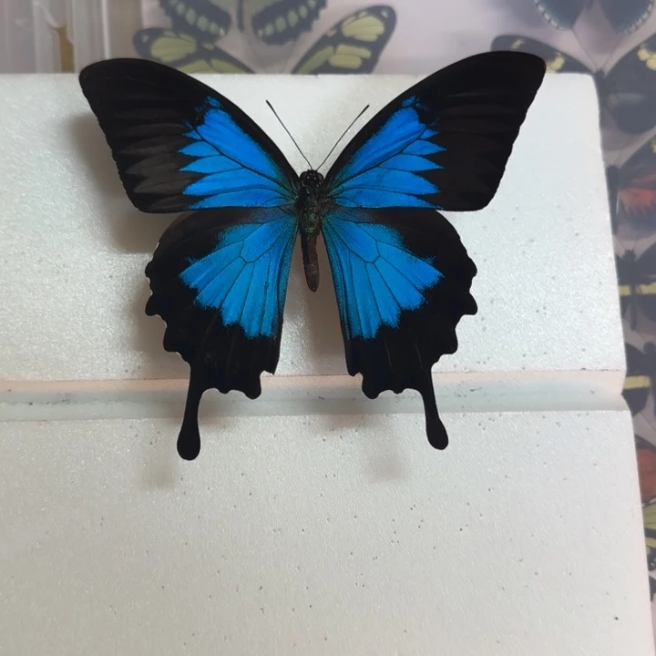 有机玻璃蝴蝶标本蝴蝶标本