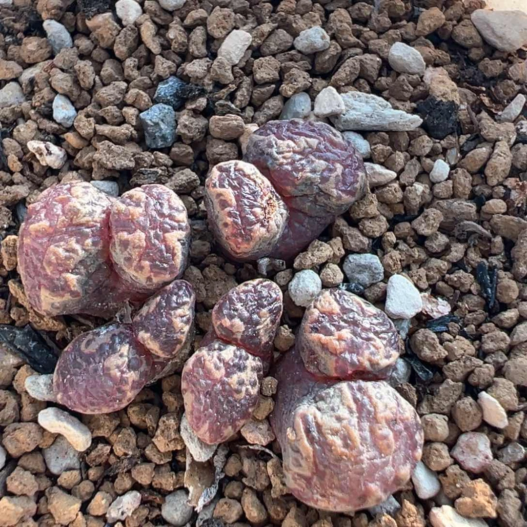 289多肉植物百科植物