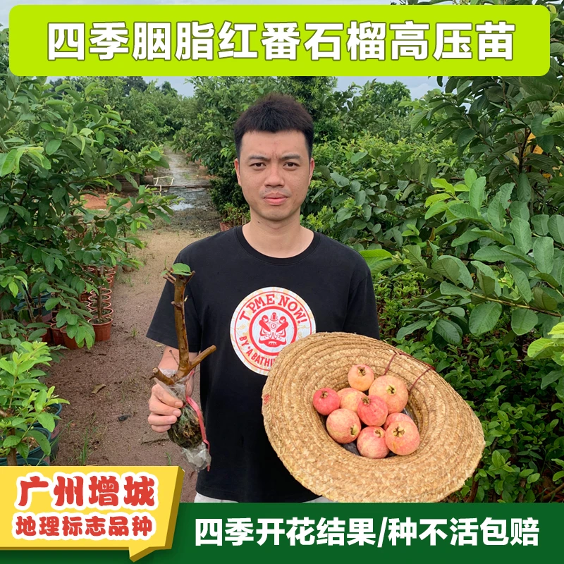 正宗四季红番石榴高压苗胭脂红番石榴果树苗