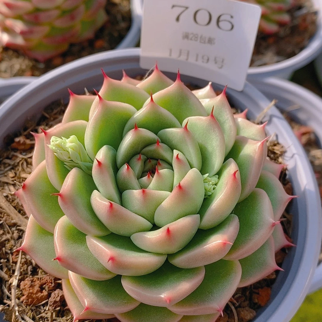 【闪购商品】云706