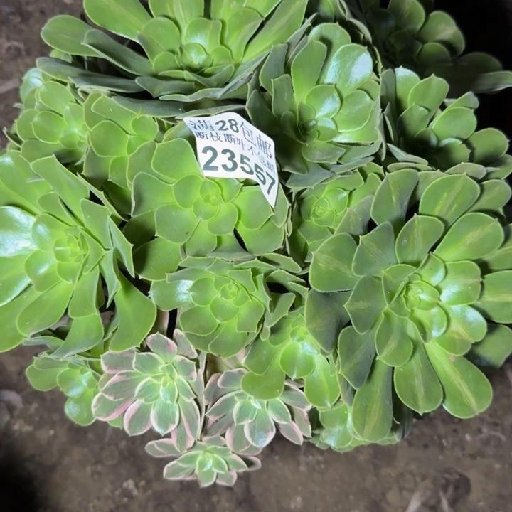 23557阴阳多肉植物
