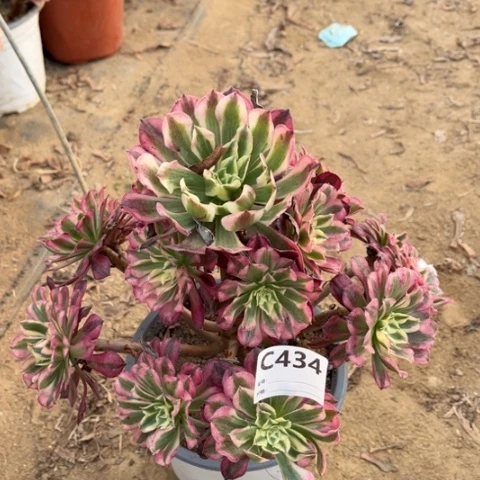 多肉植物红铜壶白