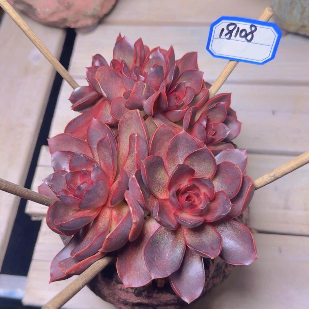 18108红灯凡艺多肉