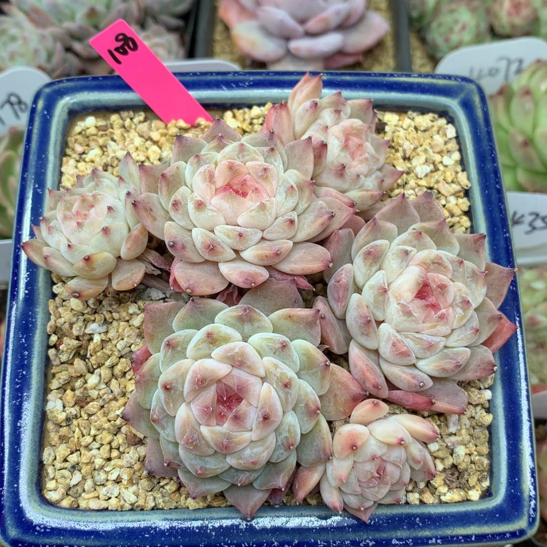 ·粉钻心冰魄无砍老桩108