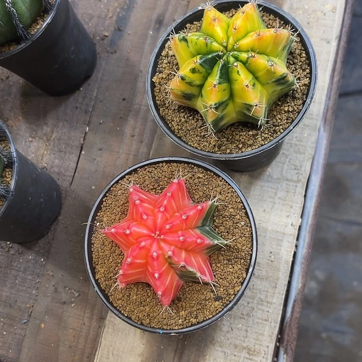 秋*I仙人球好好看好漂亮90