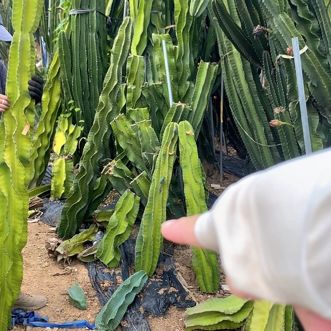 秋***云2号秘鲁苹果现砍一个