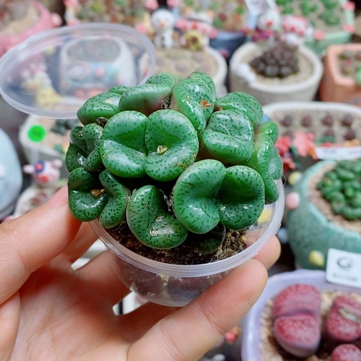 兰****生石花花花花花花花487