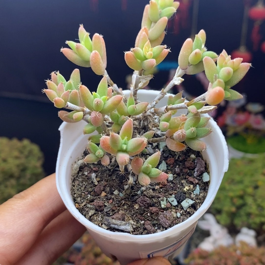 无花朵17号玉米枝干