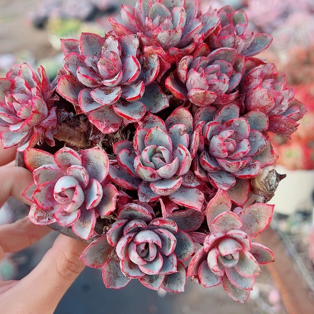 小叶赫拉多头造型精品