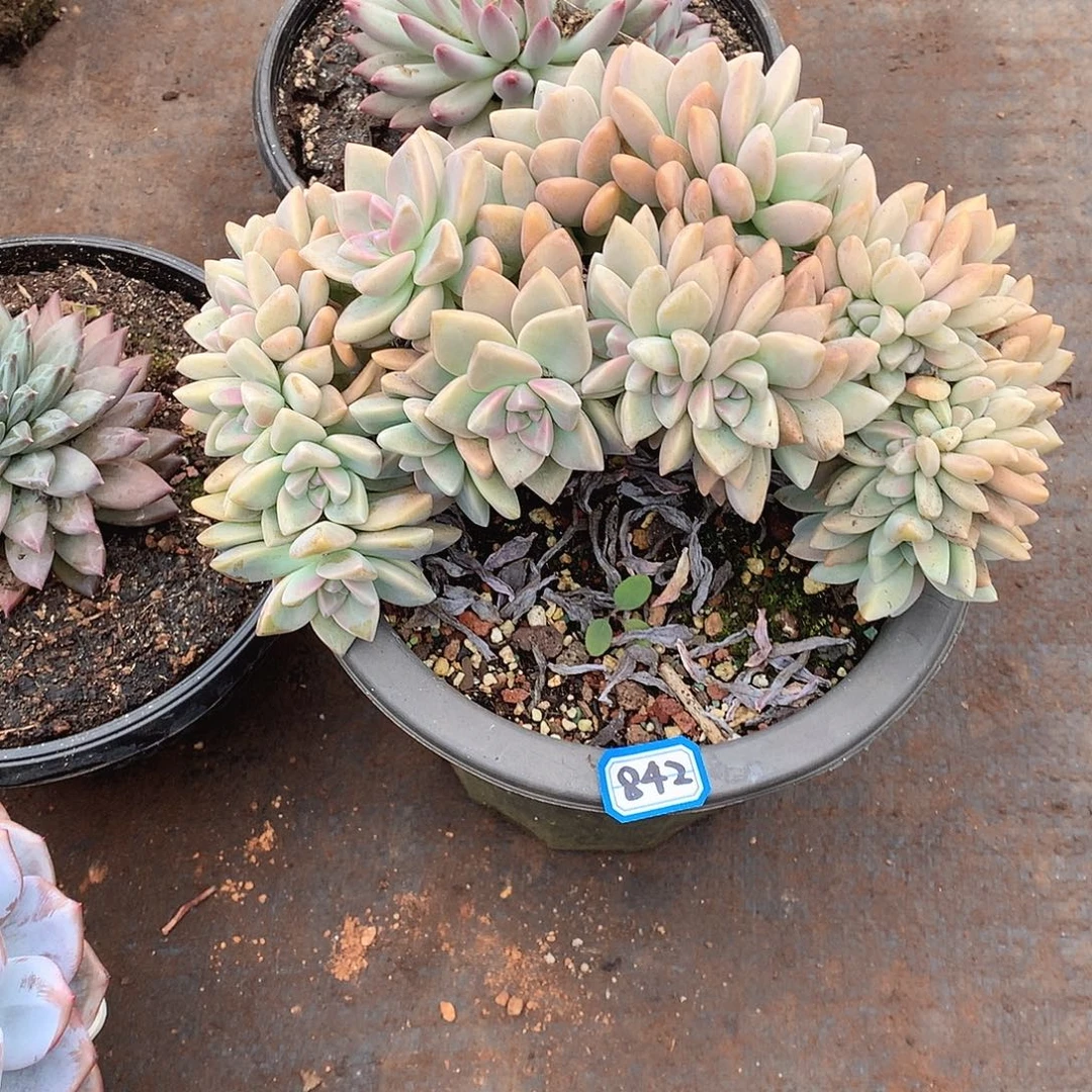 842淡雪缀 一物一拍多肉