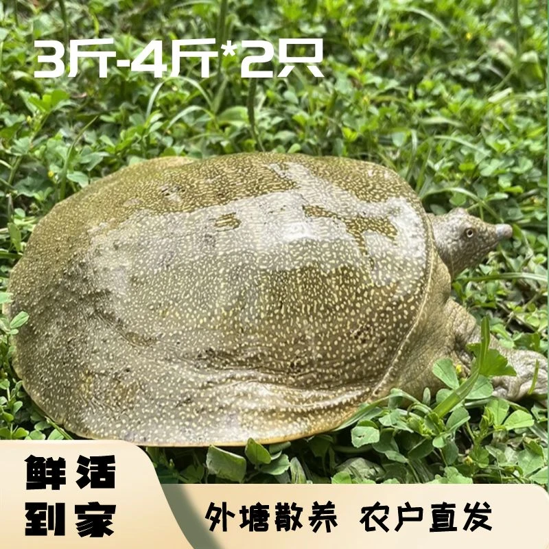 鲜活生态甲鱼3斤-4斤*2只放养老鳖外塘水鱼顺丰速运