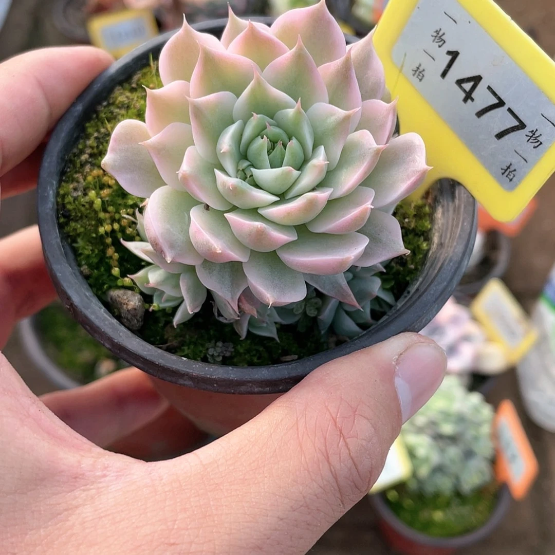 【闪购商品】1477号