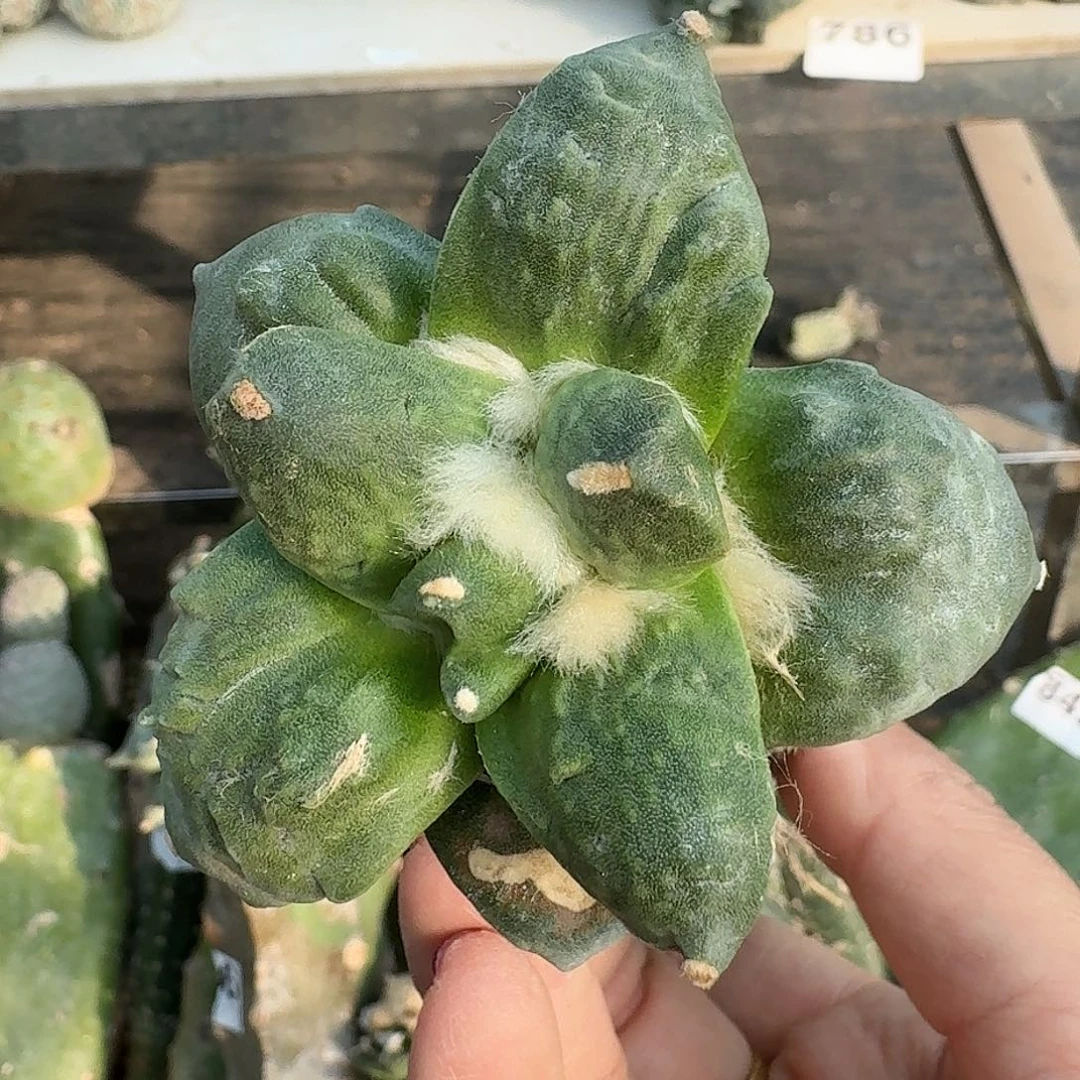 全部花朵纯种怒涛牡丹147