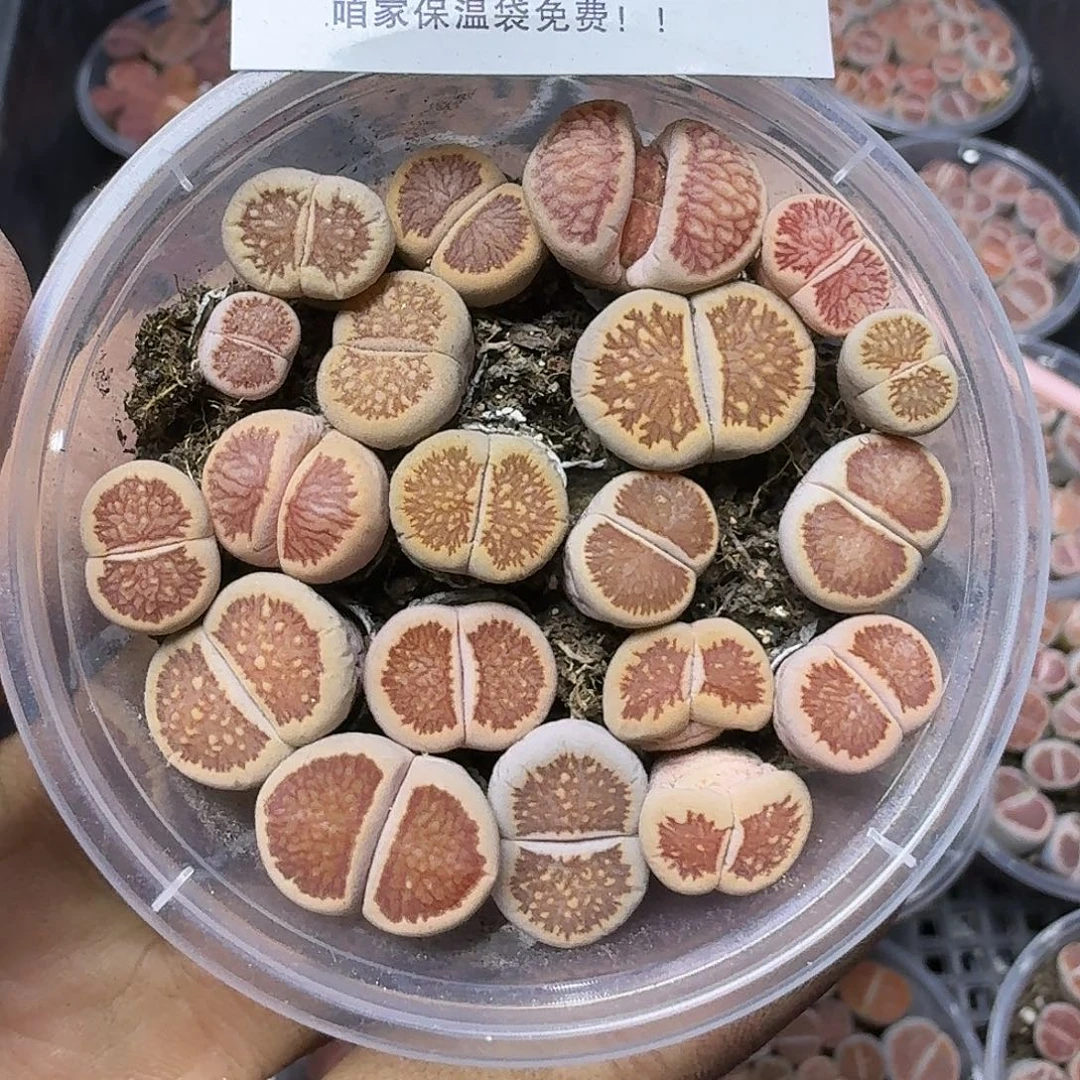 1514 哈哈哈哈哈哈哈哈哈