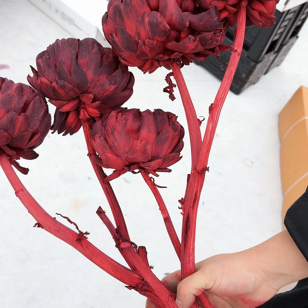 A20多头暗红洋蓟。