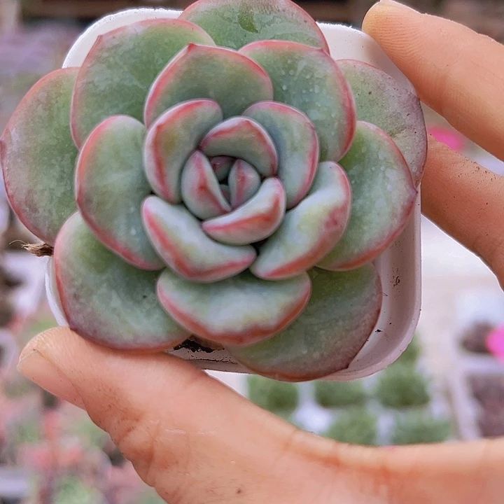 奶油泡芙19包邮多肉植物