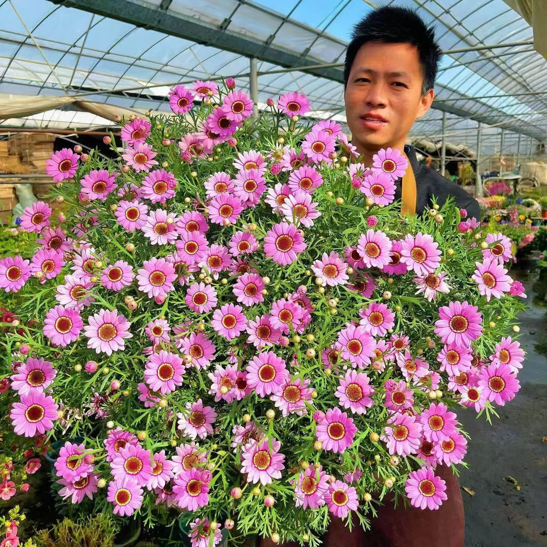 【粉佳人】玛格丽特盆栽花苗带花带花苞多年生四季开花耐寒耐热