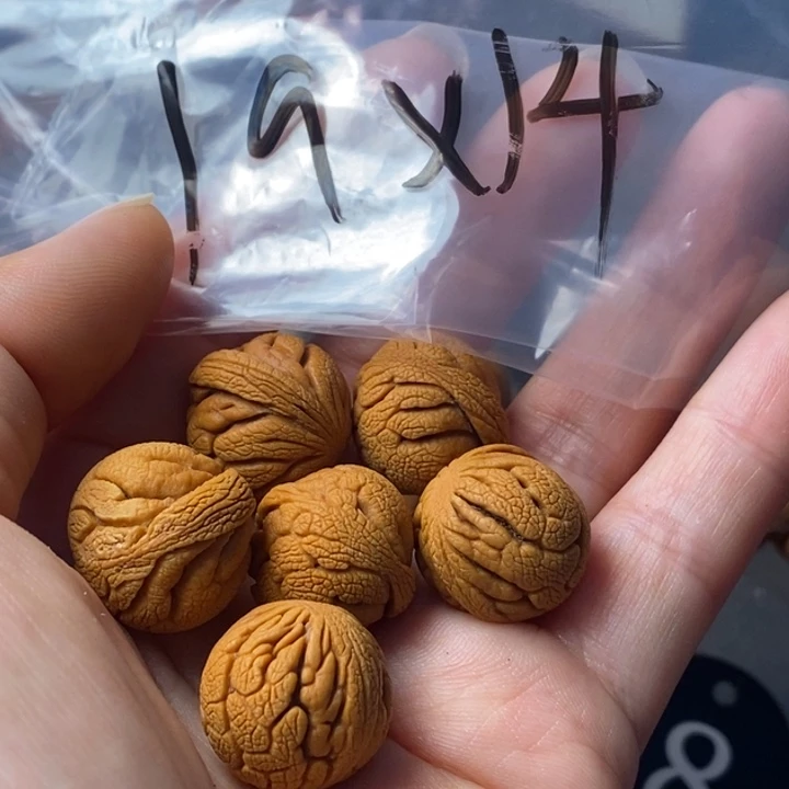 文玩核桃手串秦岭野生龙纹桃核19