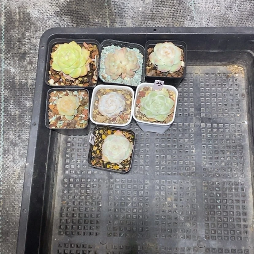 【闪购商品】想****2一筐7颗多肉