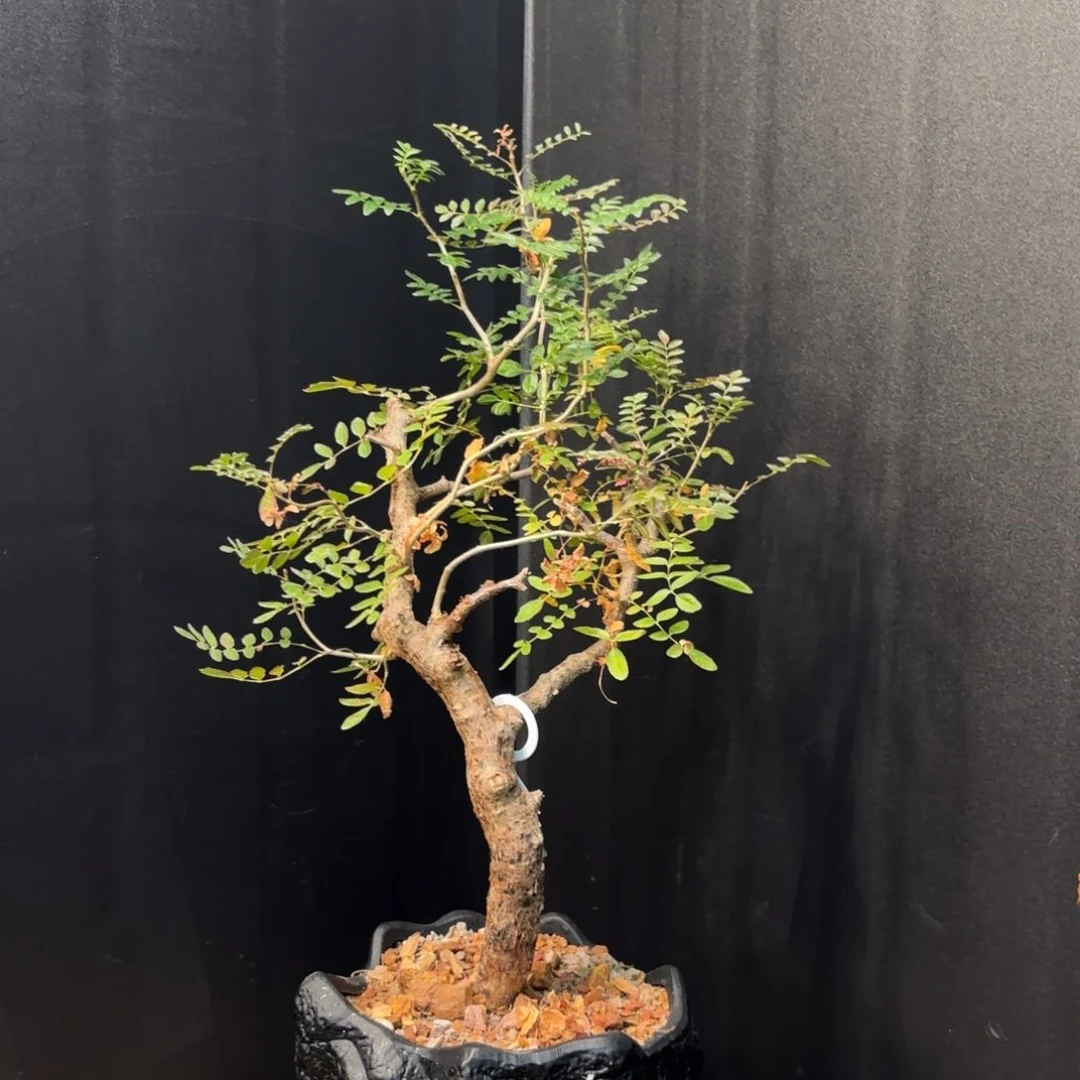 木 滔天橄榄带盆土