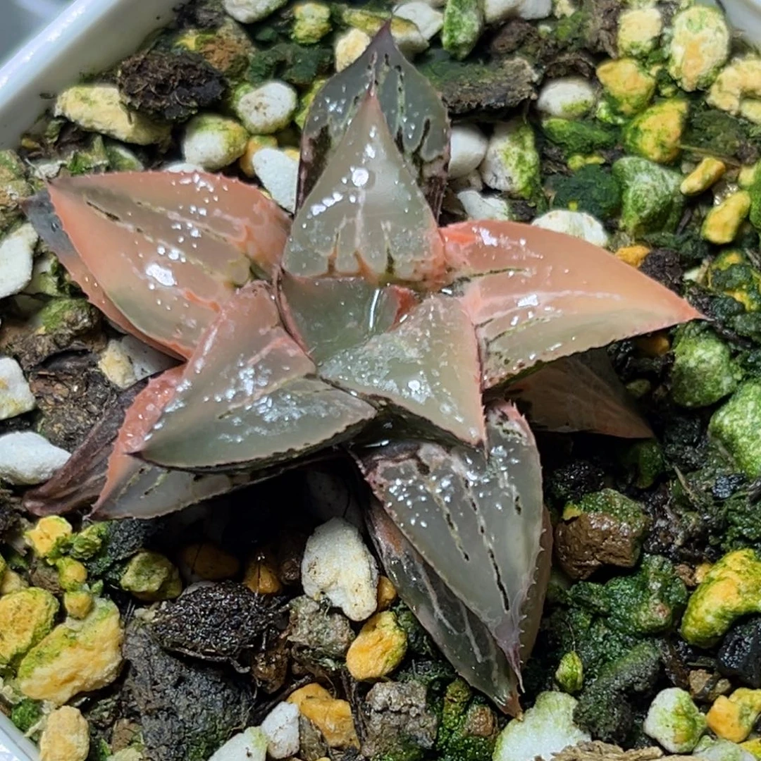 恭喜发财大吉大利679