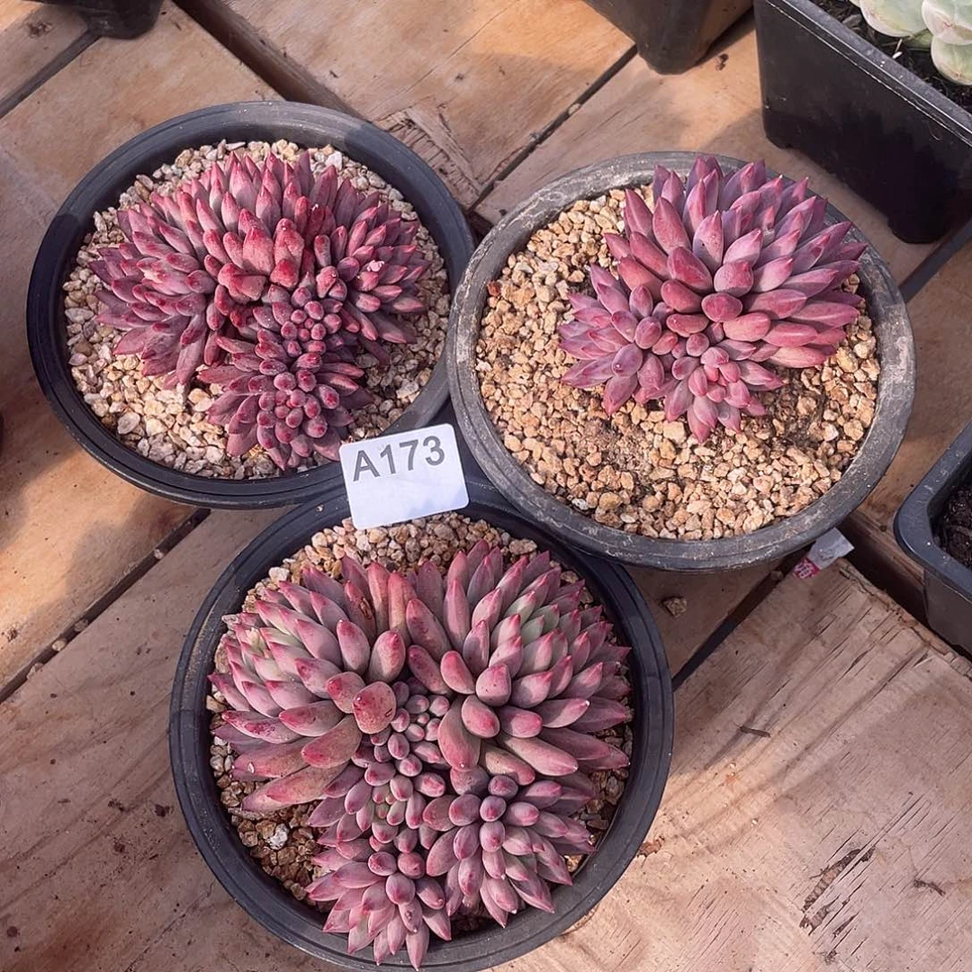173三颗多肉植物多肉