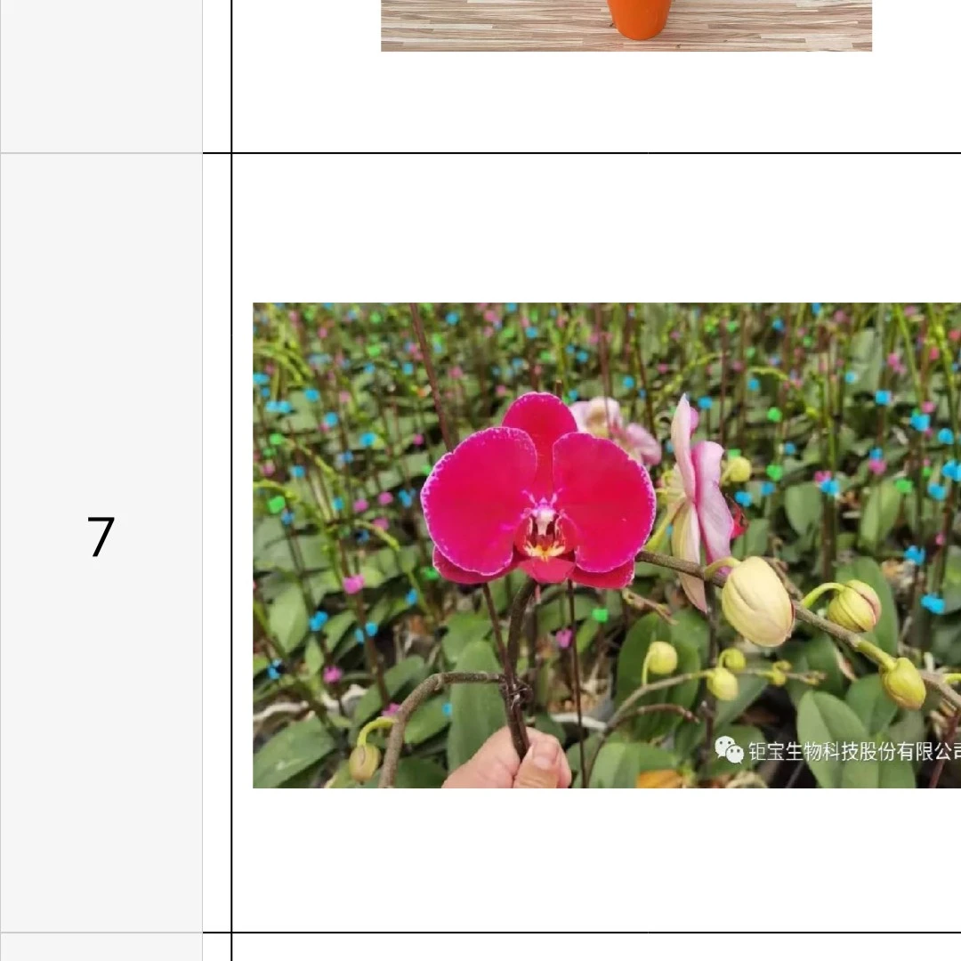 蝴蝶兰红楼梦3.5寸加高杯已出花剑