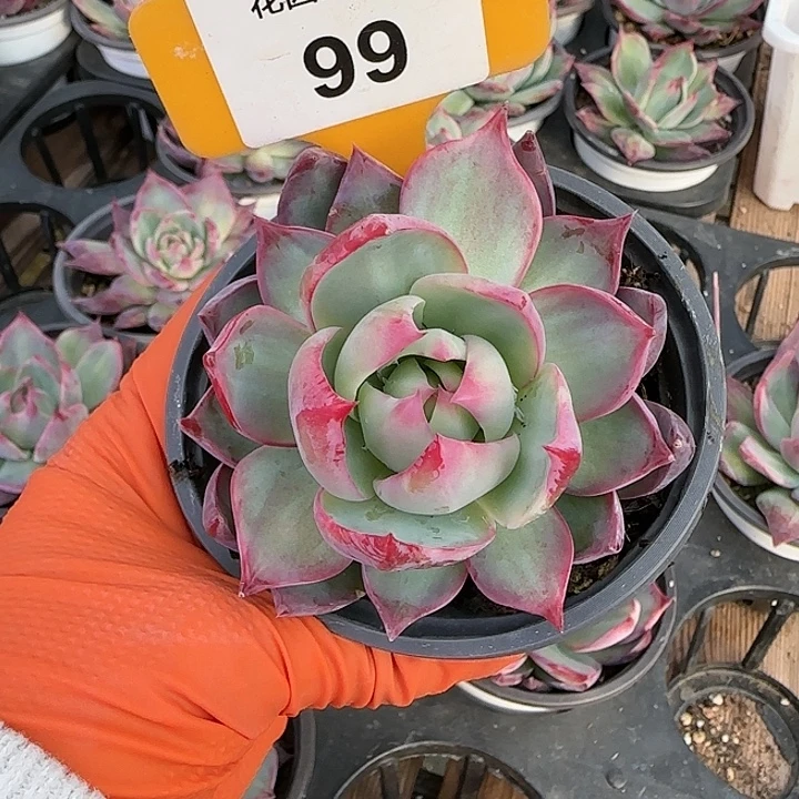 99 惊鸿仙子多肉植物6-9cm