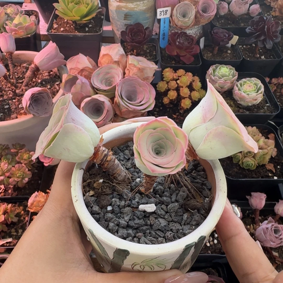 ღ***微L465半城玫瑰造型桩不含盆土